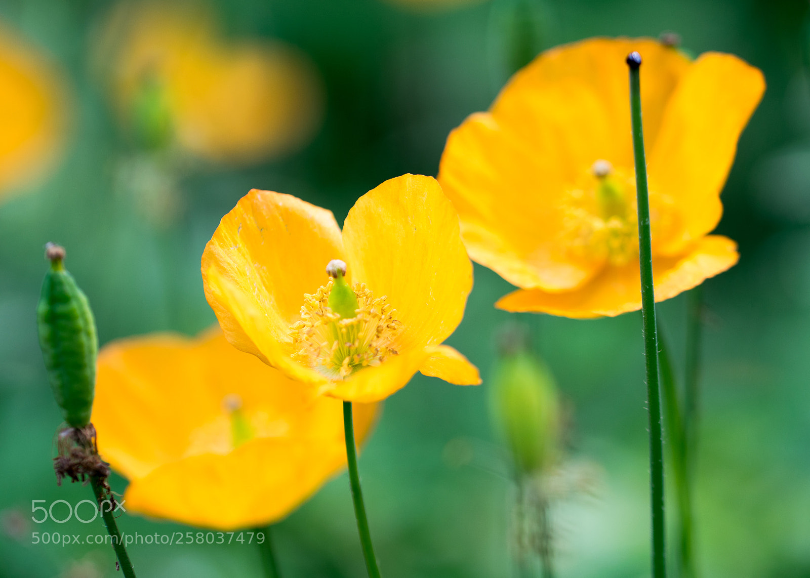Nikon D3300 sample photo. Flowers photography