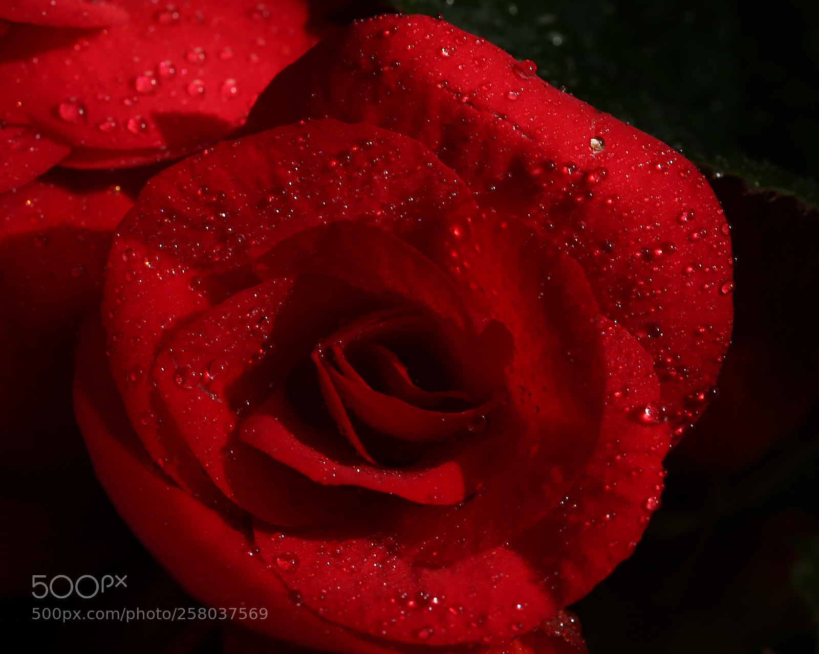 Canon EOS 6D sample photo. Untitled photography