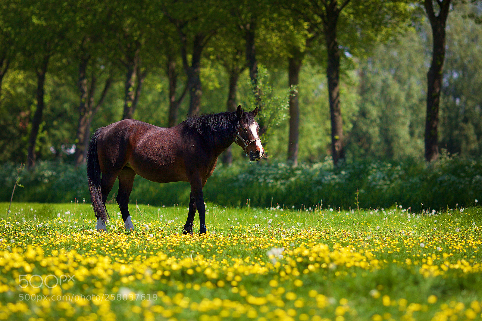 Canon EOS 5D Mark II sample photo. Lush meadow photography