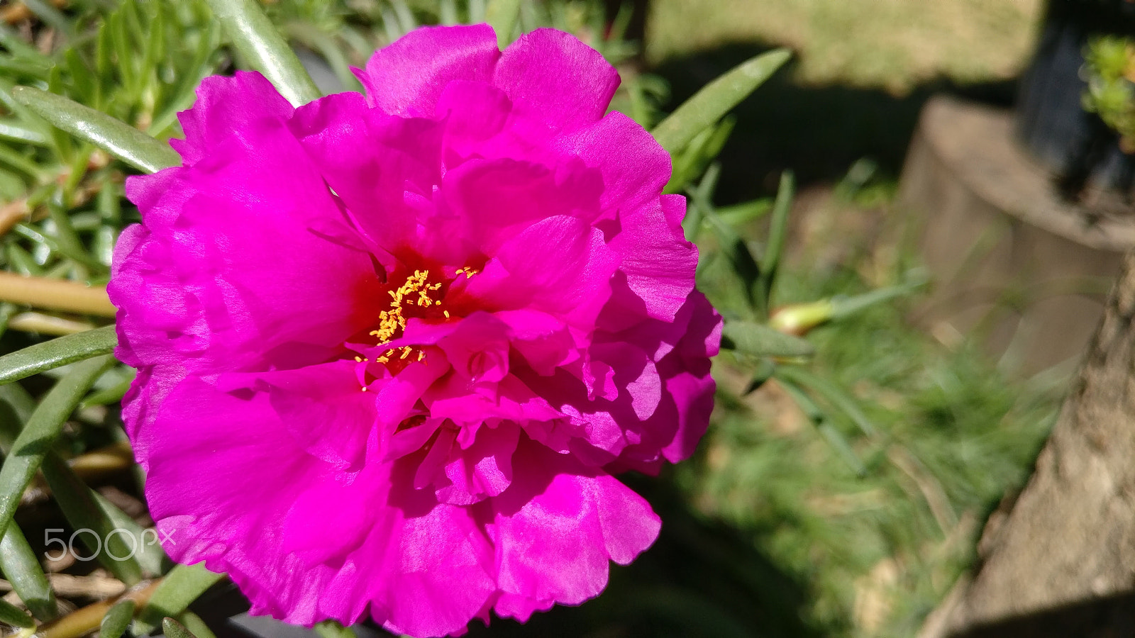 OnePlus A3010 sample photo. Macro shot of pink flower. photography