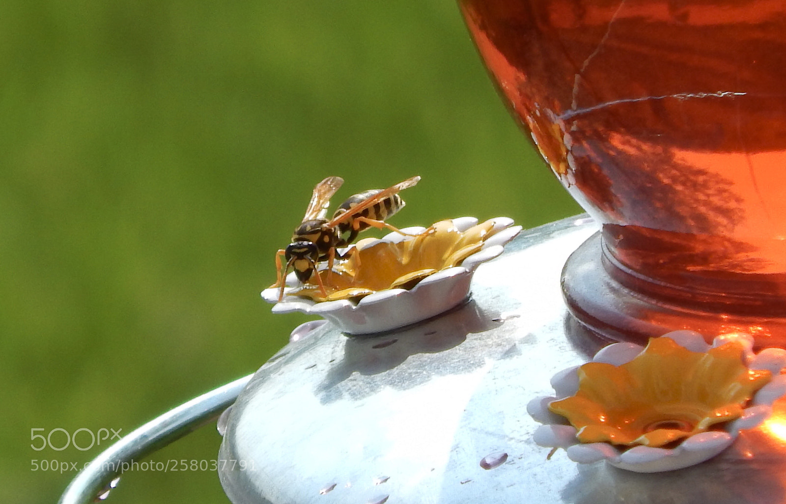 Nikon Coolpix L820 sample photo. Bee on hummingbird feeder photography