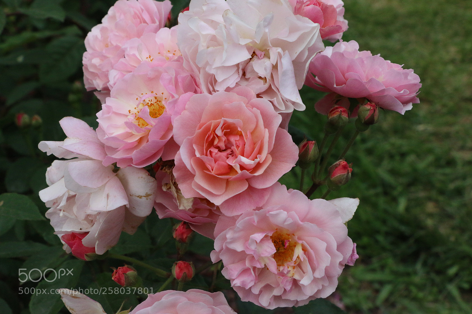 Canon EOS 70D sample photo. Macro shot of pink photography