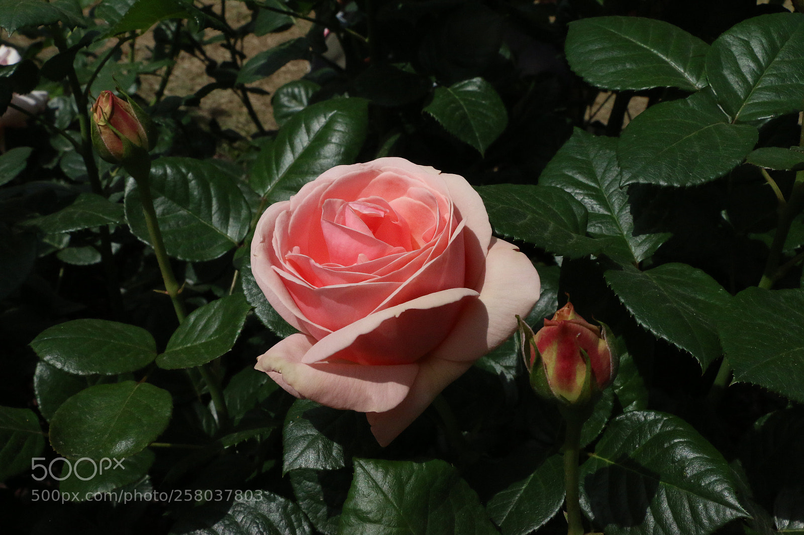 Canon EOS 70D sample photo. Macro shot of pink photography