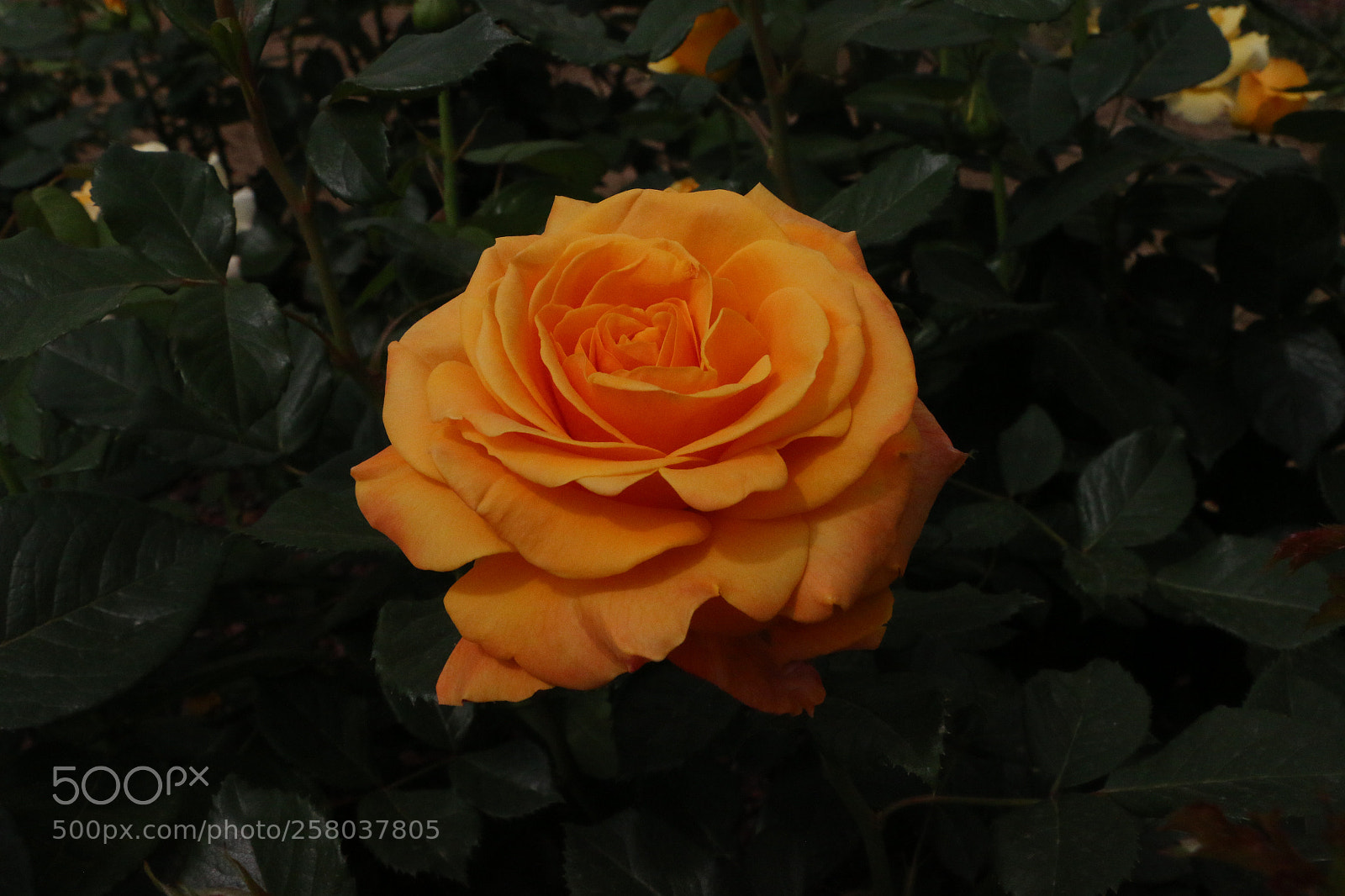 Canon EOS 70D sample photo. Macro of orange flower. photography
