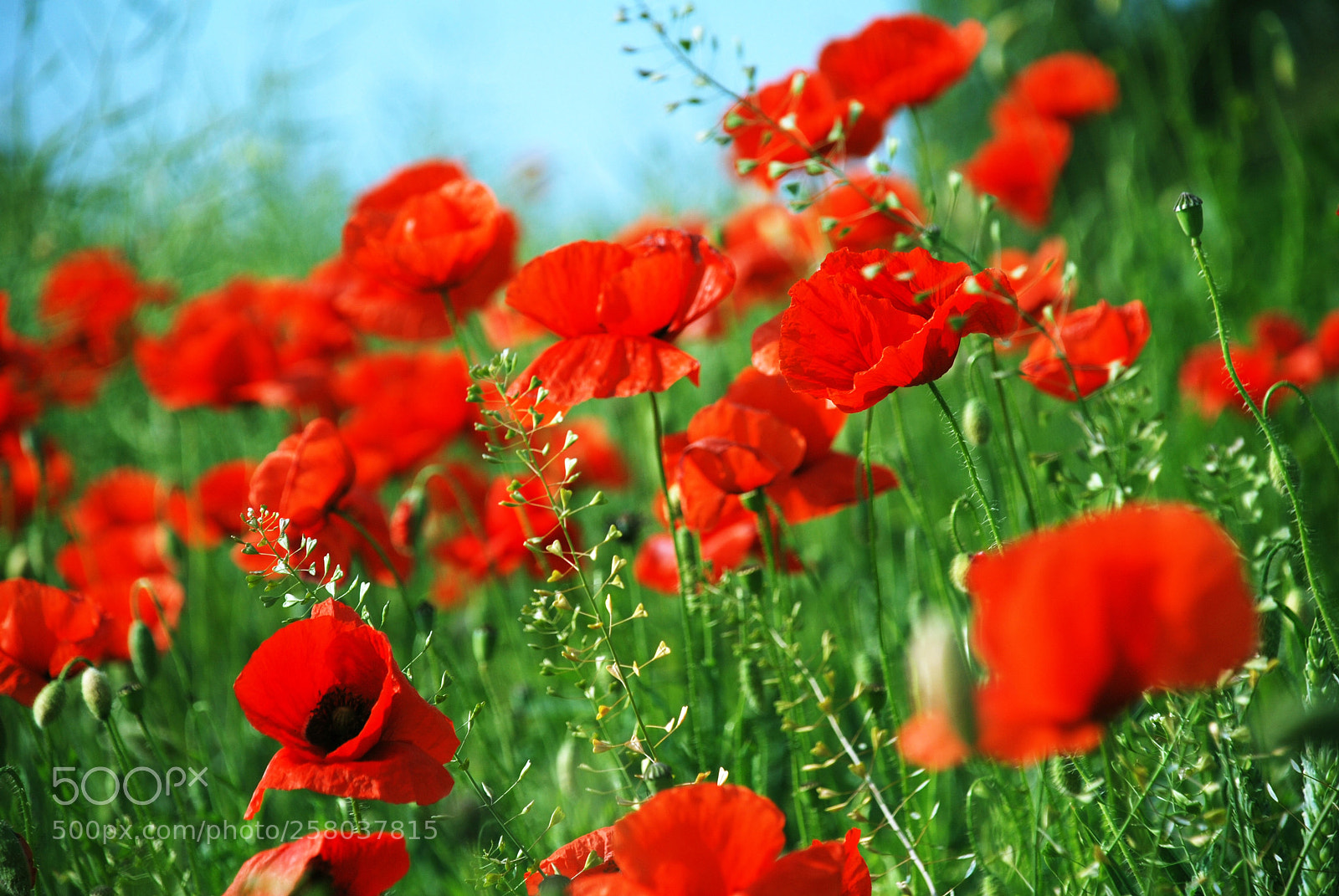 Nikon D80 sample photo. Macro of red flowers. photography