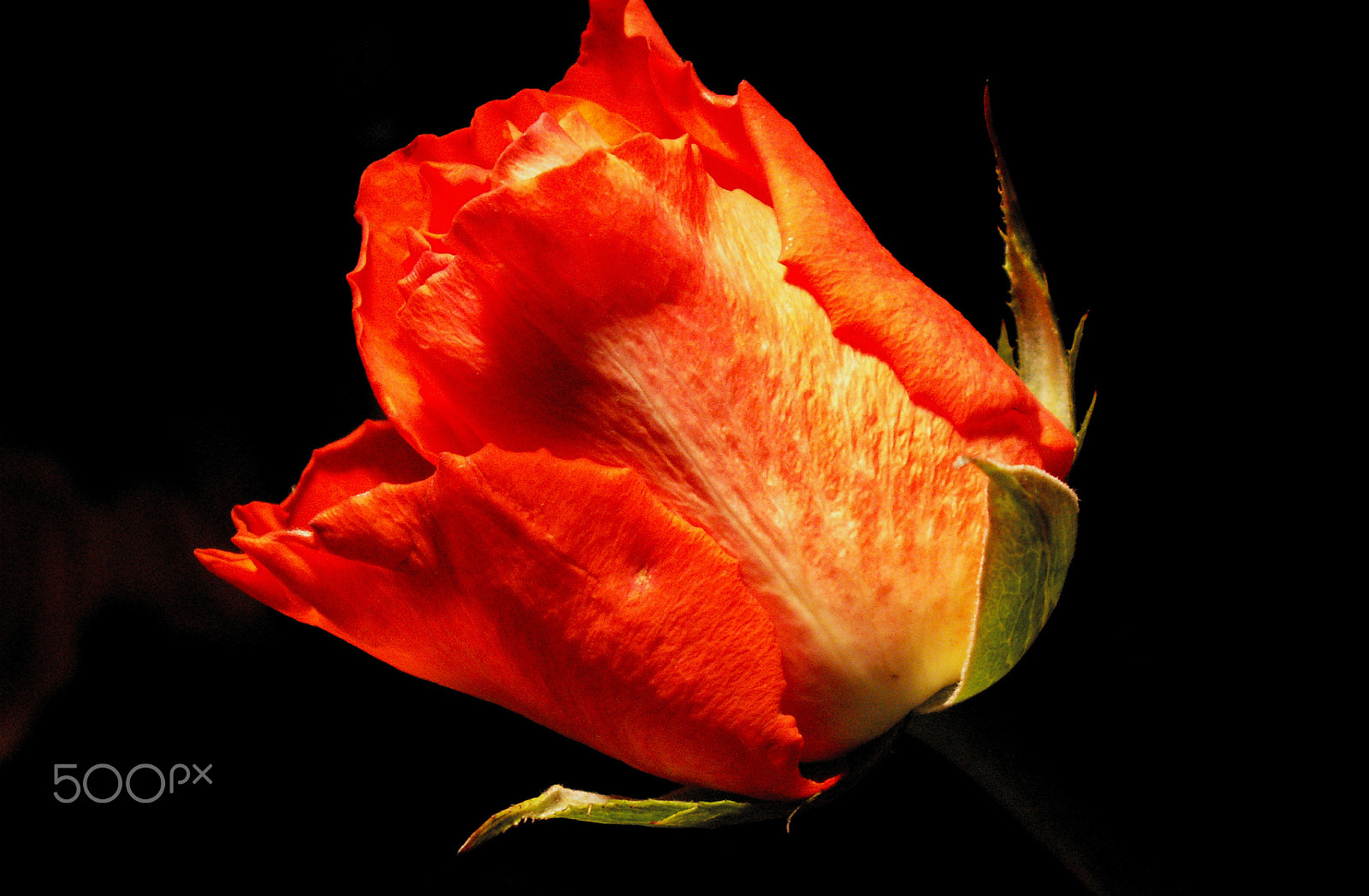 KONICA MINOLTA DiMAGE Z5 sample photo. Macro shot of red rose. photography