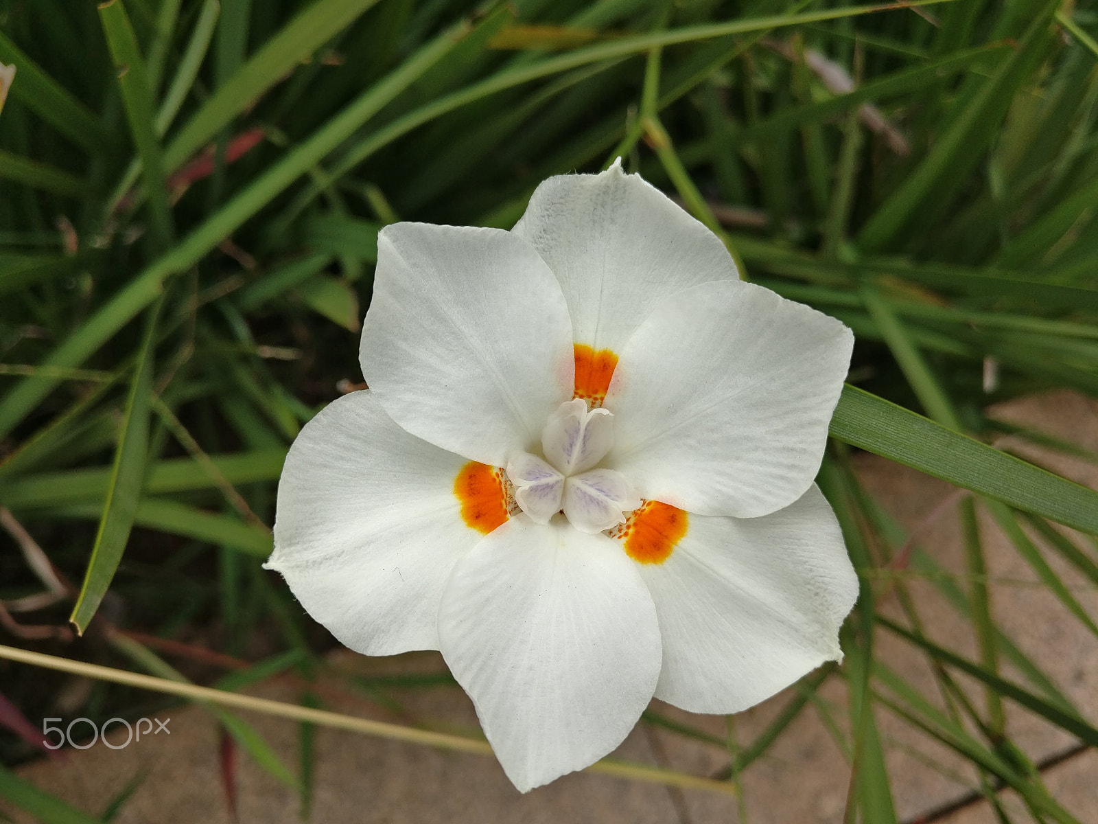 OnePlus A3010 sample photo. Macro shot of white flower. photography