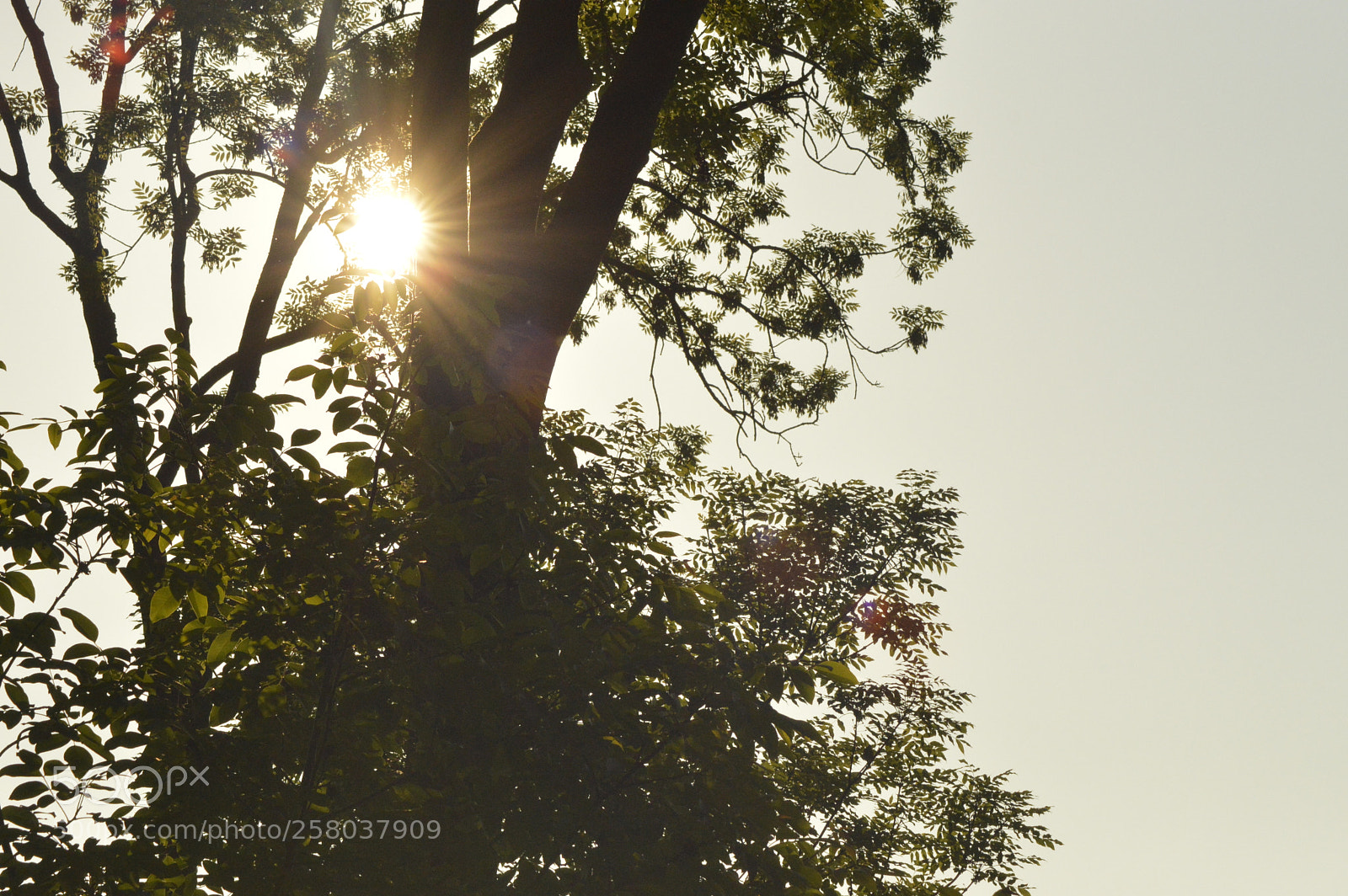 Nikon D3200 sample photo. Sun shining through twigs photography