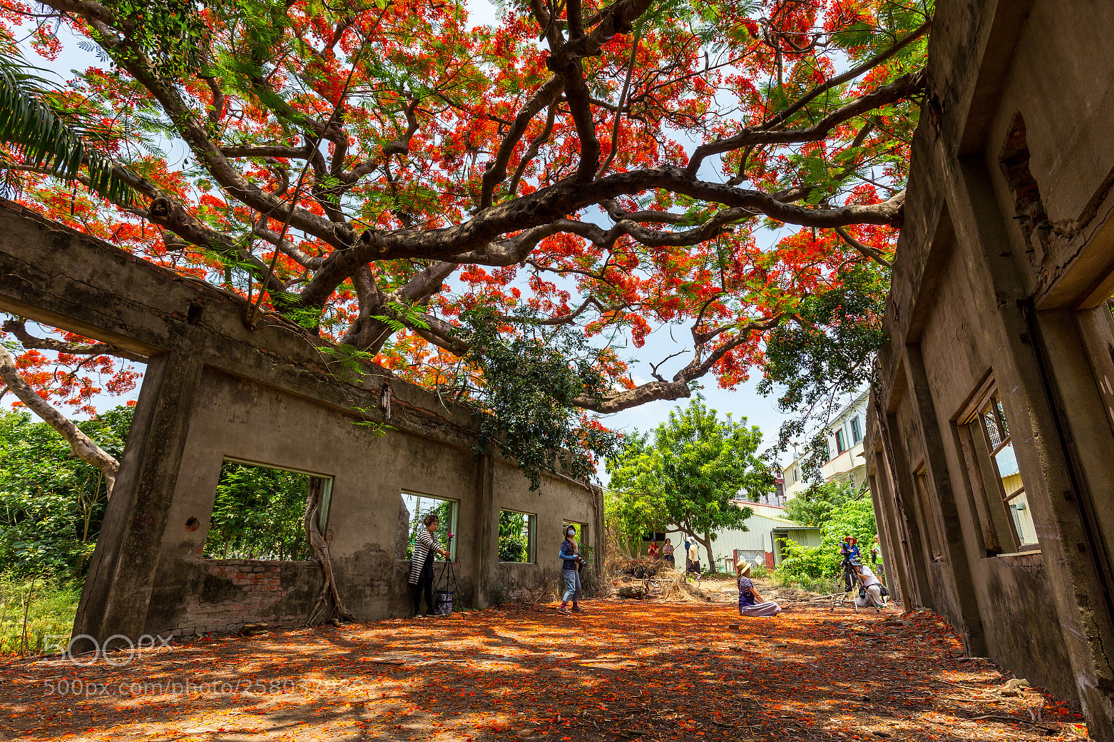 Canon EOS 6D sample photo. 在廢墟裡的鳳凰木(poinciana and ruins) photography