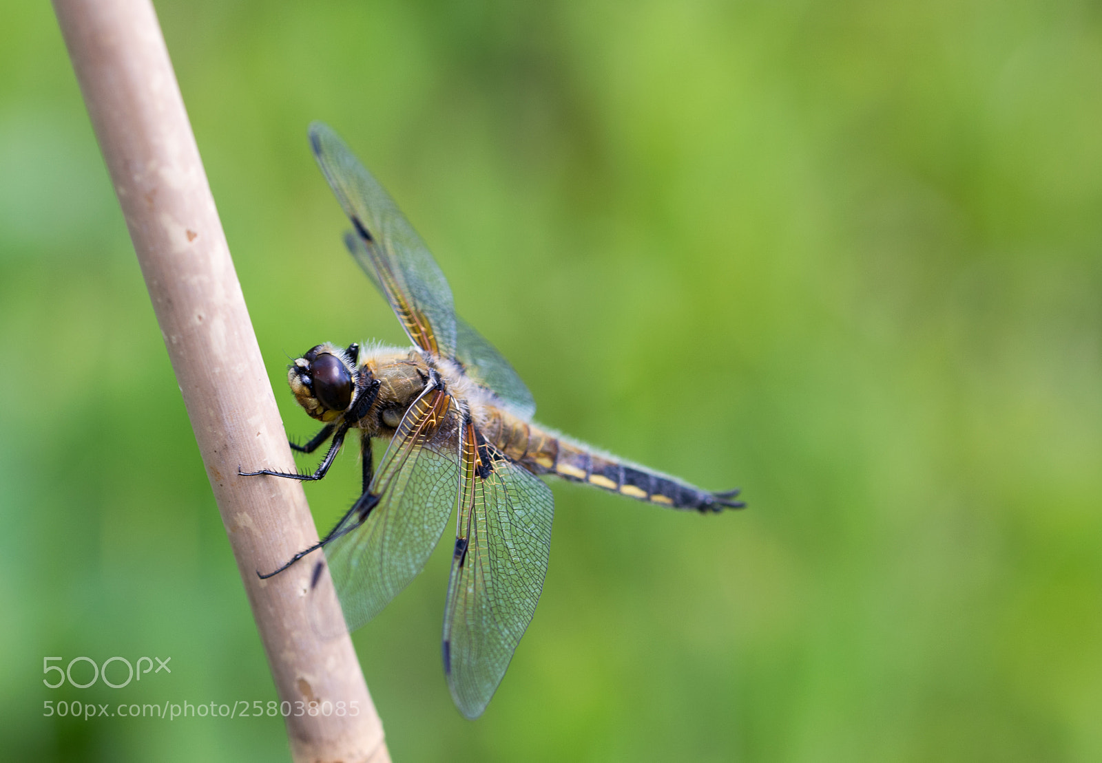 Nikon D3300 sample photo. Dragon-fly photography