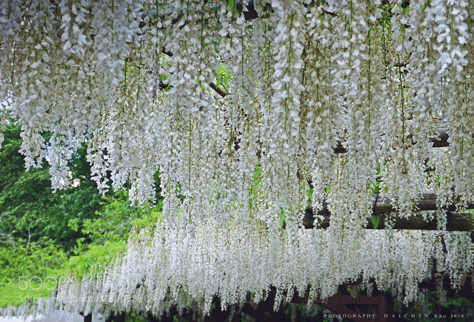Sony a6000 sample photo. Wisteria flowers photography