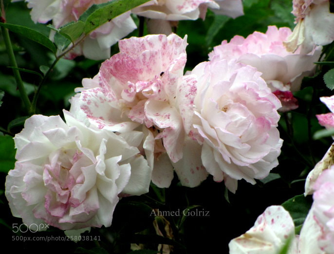 Canon PowerShot SX10 IS sample photo. Roz 25 photography