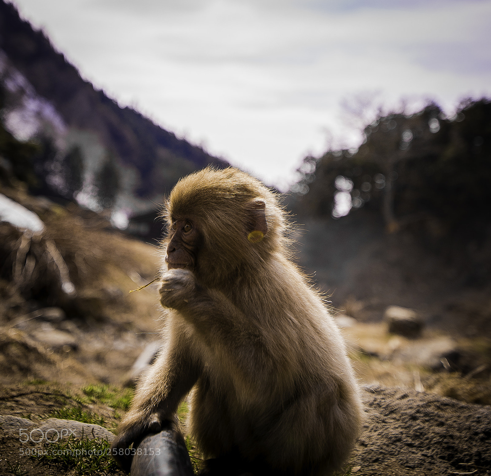 Nikon D750 sample photo. Cute one photography