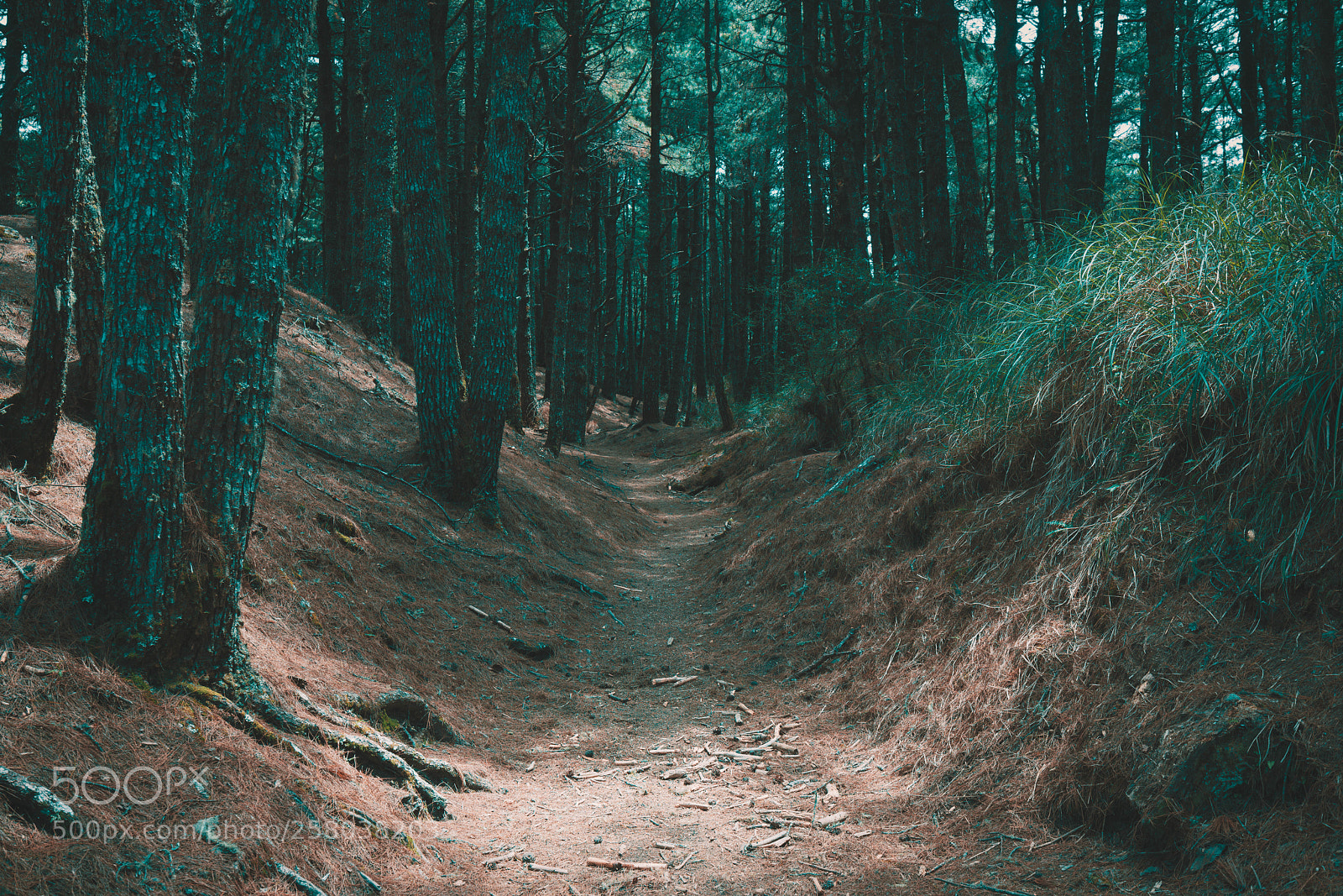 Sony a7R II sample photo. Untitled photography