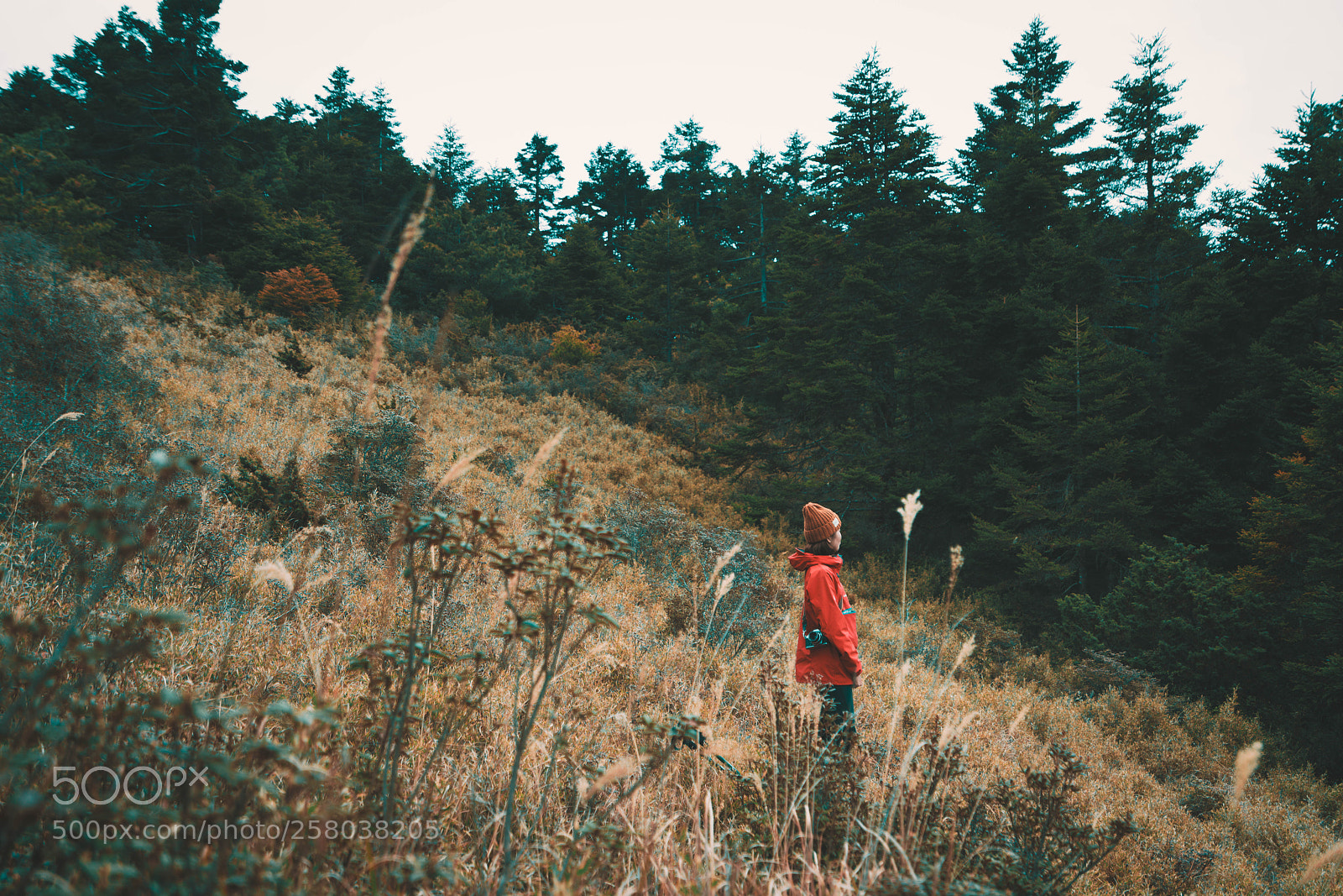 Sony a7R II sample photo. Untitled photography