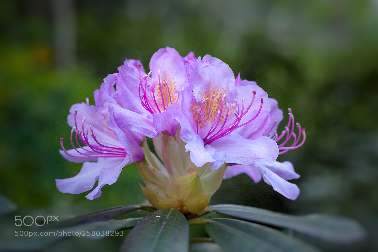 Canon EOS 50D sample photo. Another beauty from kromlau photography