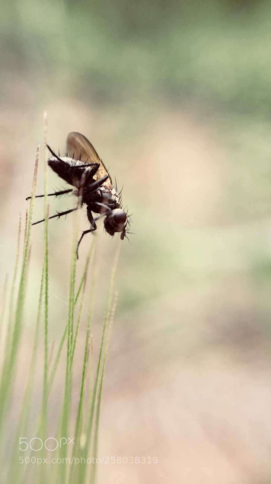 Apple iPhone 6s sample photo. Fly on stilts photography