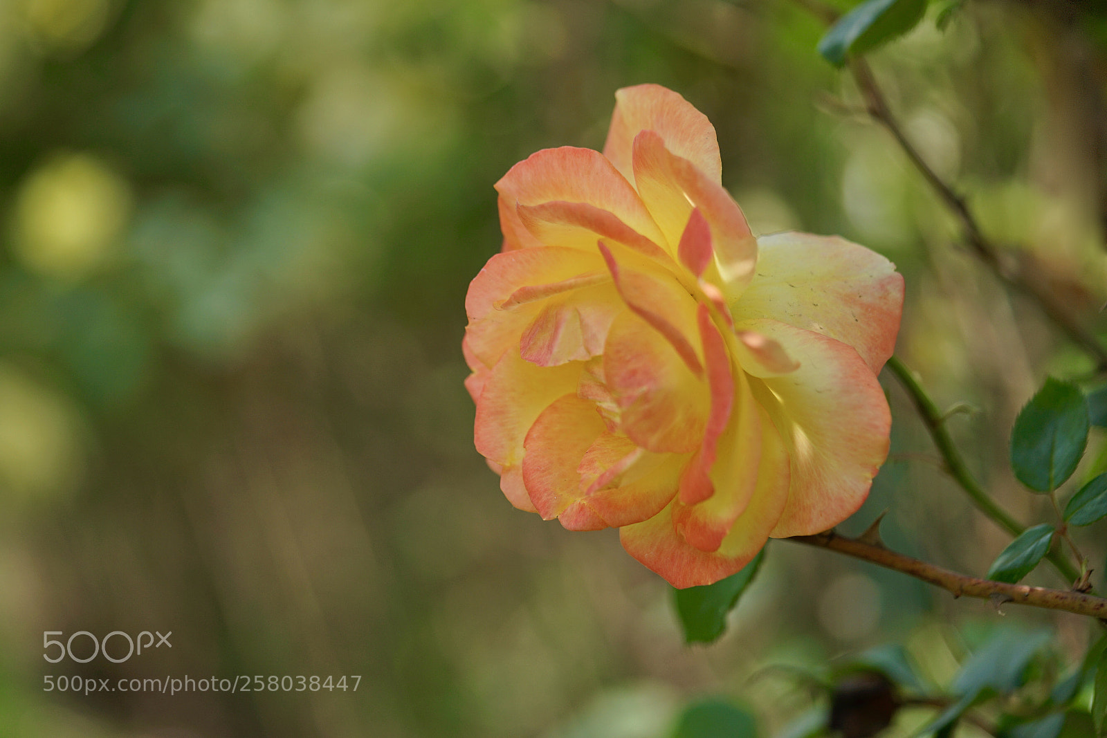 Sony a7 II sample photo. 像假花一樣⋯ photography