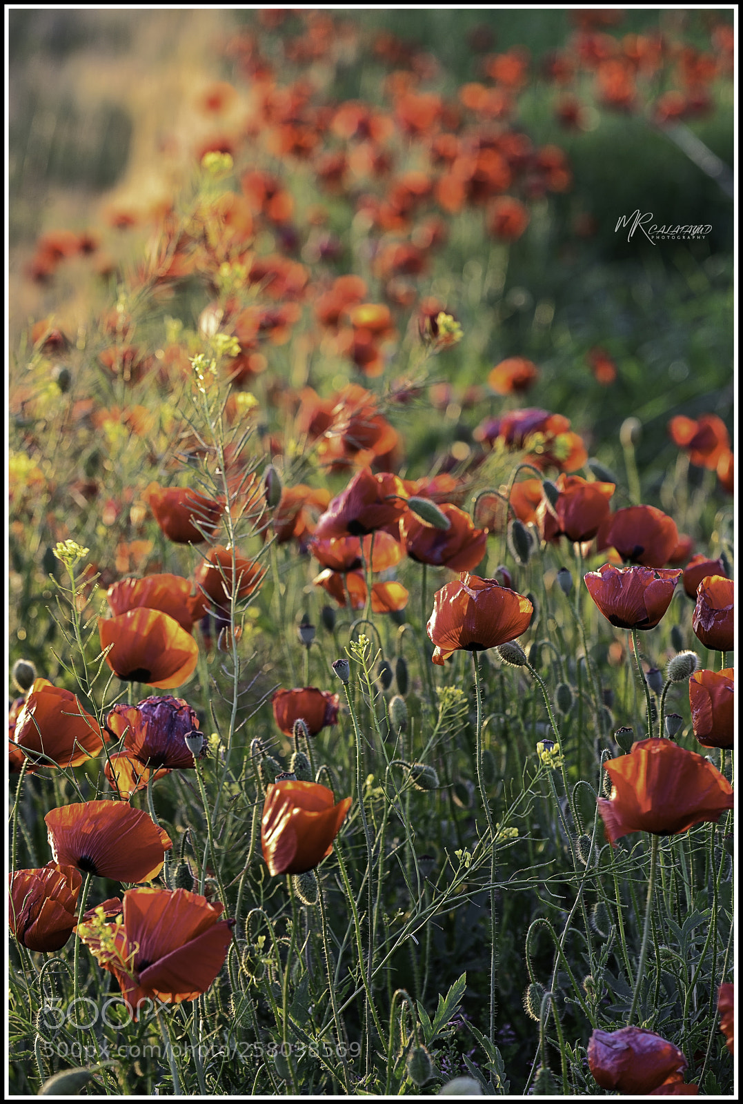 Nikon D750 sample photo. Poppies..... photography
