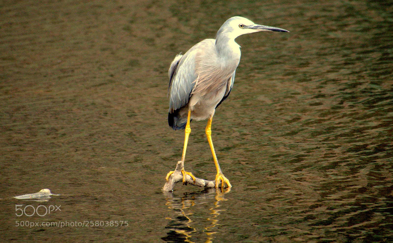 Olympus OM-D E-M5 II sample photo. White-faced heron .. photography