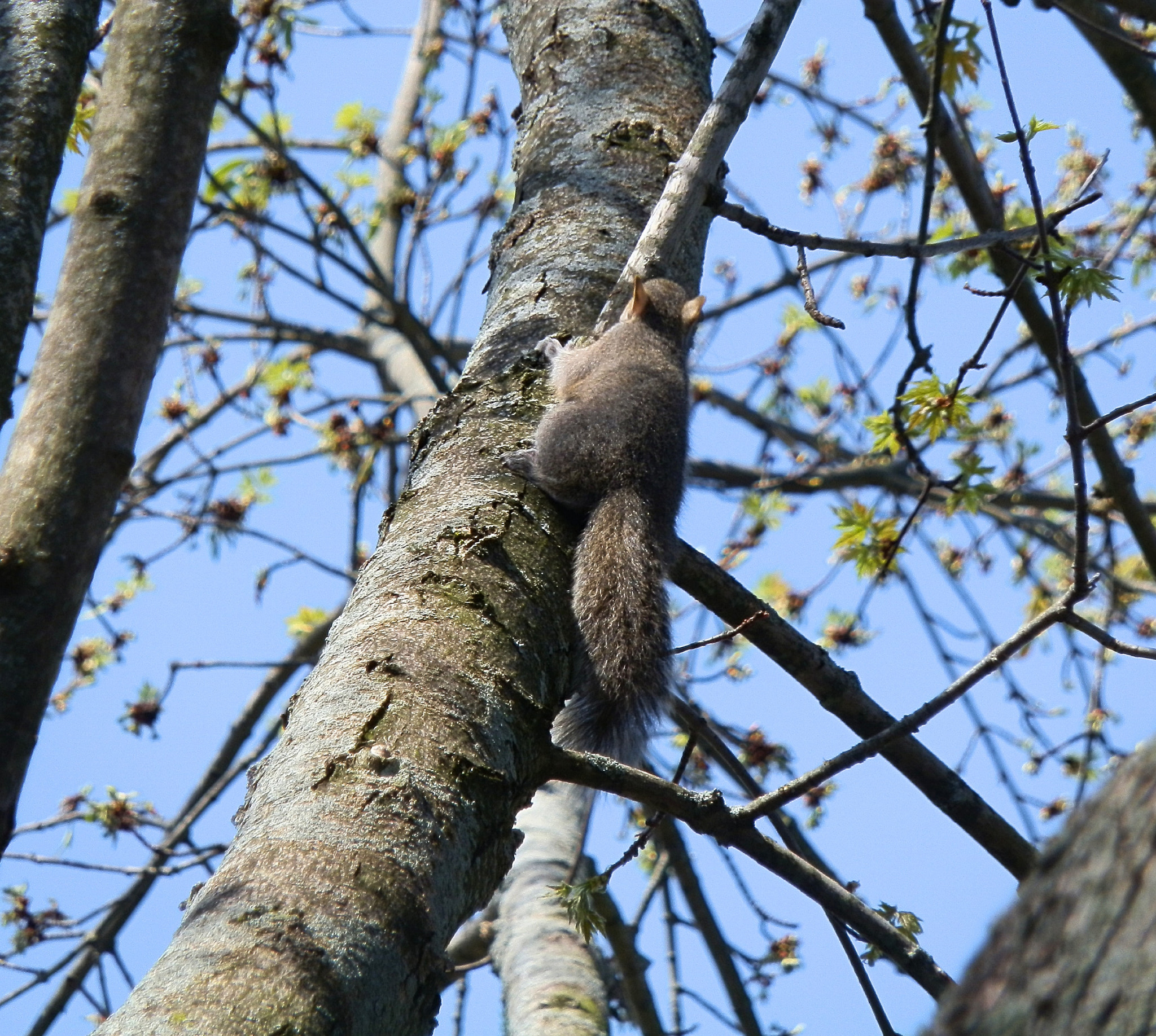 Olympus SP-610UZ sample photo. Baby squirrel photography