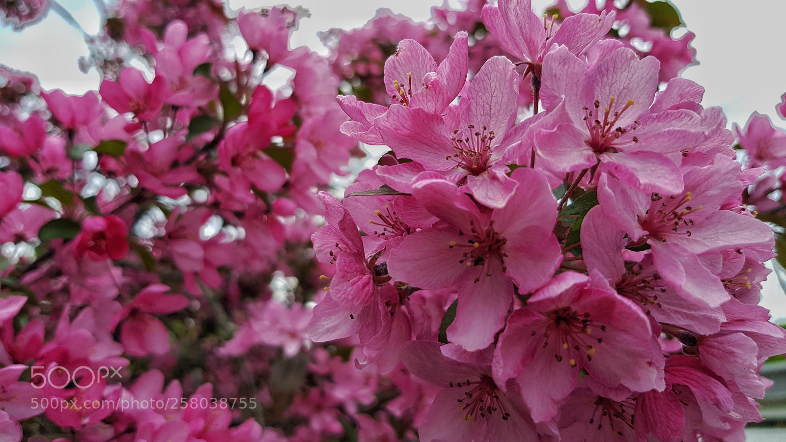 Samsung Galaxy S8 sample photo. Pink photography