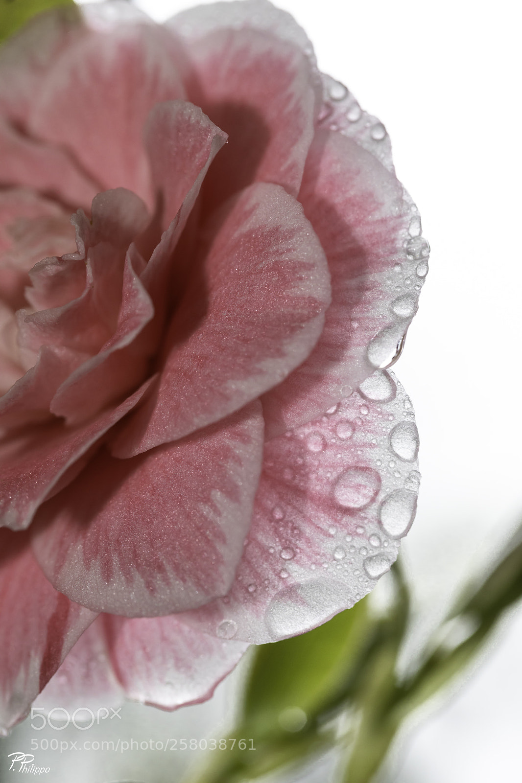 Canon EOS 5D Mark IV sample photo. Amour de rose photography