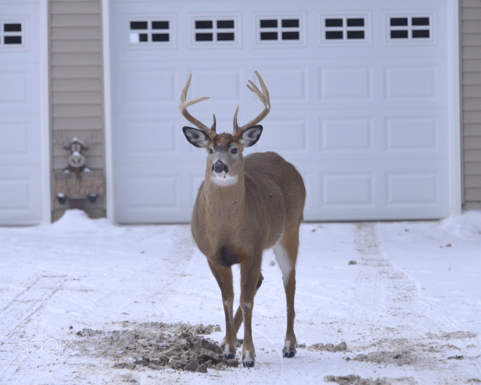 Nikon D600 sample photo. Maine whitetail deer photography