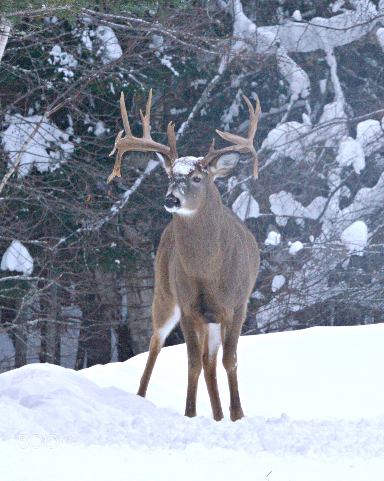 Nikon D600 sample photo. Maine whitetail deer photography