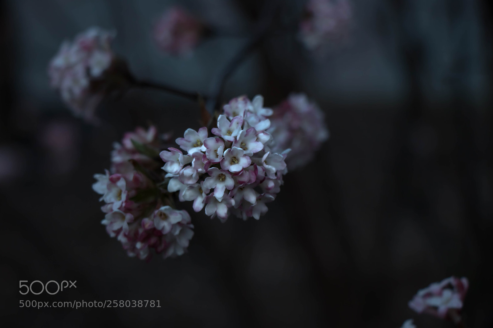 Canon EOS 80D sample photo. Flower heart photography