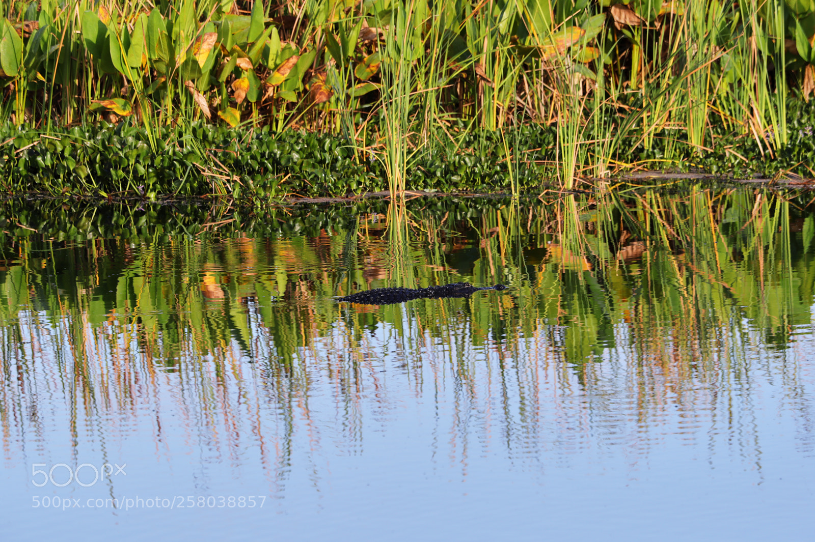Canon EOS-1D X Mark II sample photo. 05-15-18-0017753.jpg photography