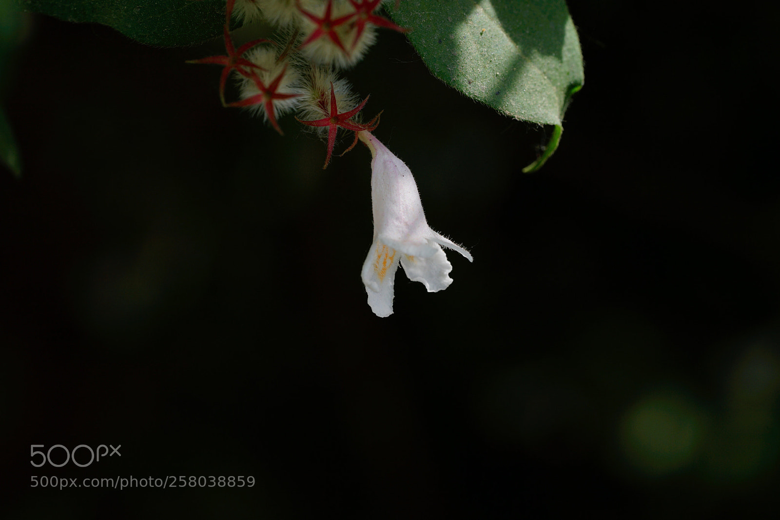 Sony a7 II sample photo. 猬实及其花 photography