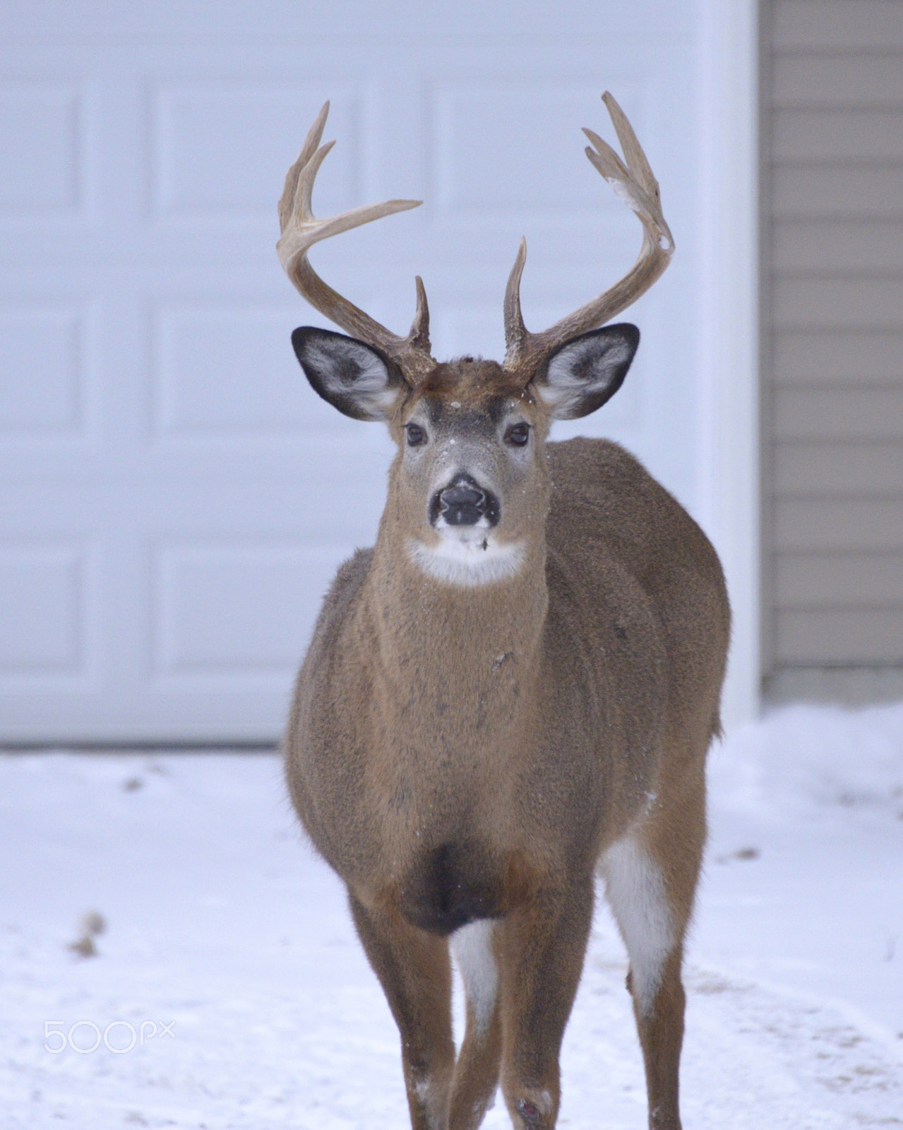 Nikon D600 sample photo. Maine whitetail deer photography