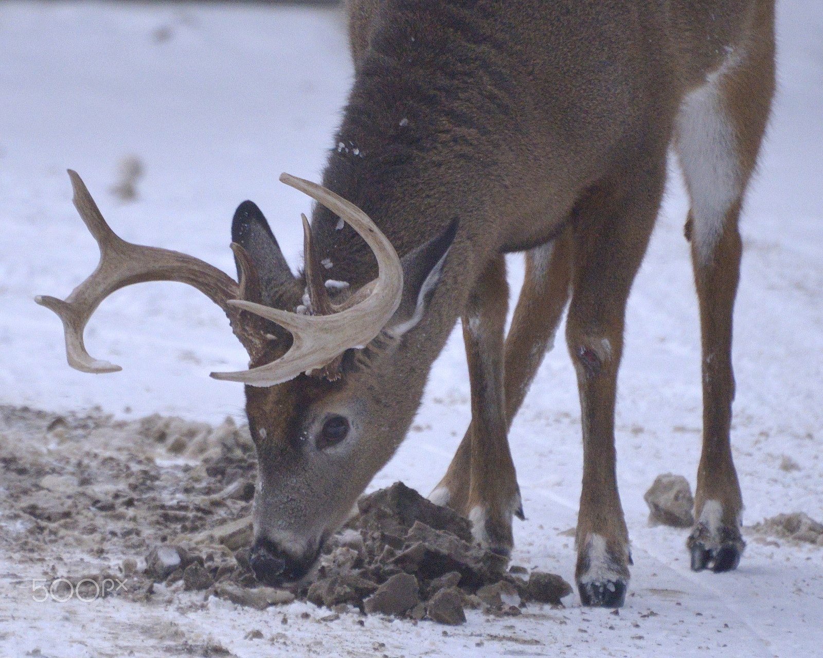 Nikon D600 sample photo. Maine whitetail deer photography