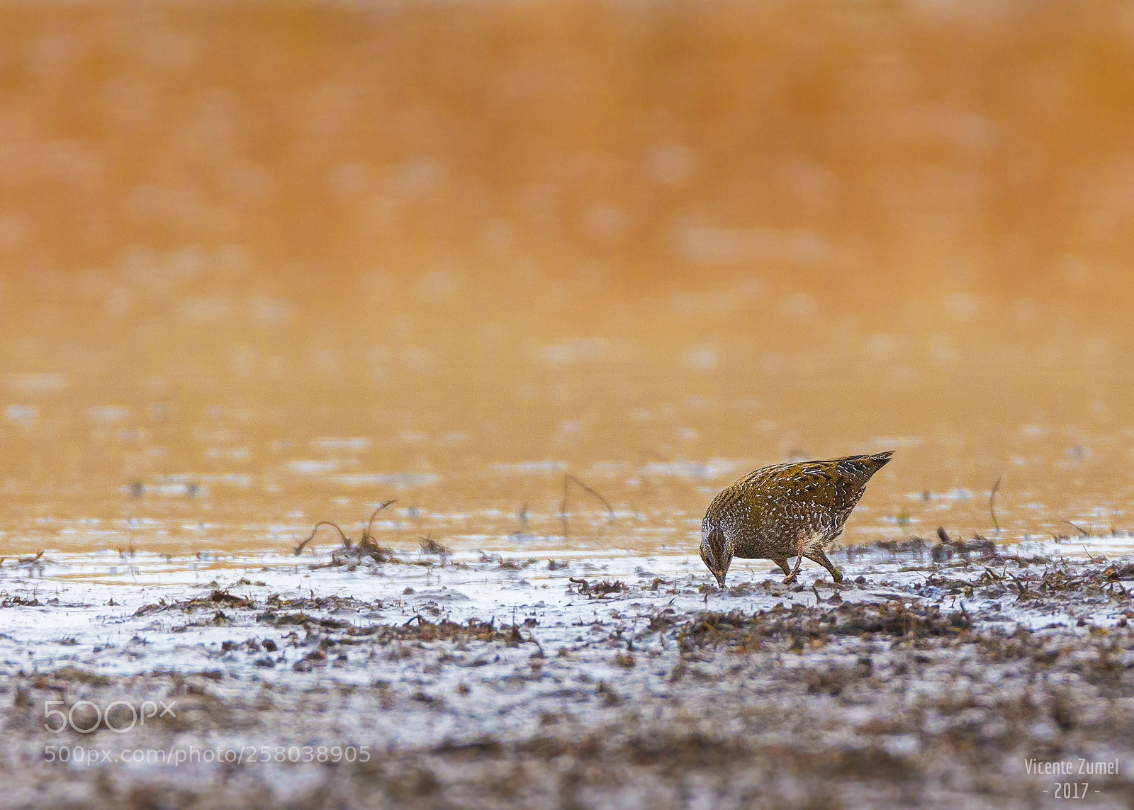 Canon EOS 700D (EOS Rebel T5i / EOS Kiss X7i) sample photo. Spotted crake photography