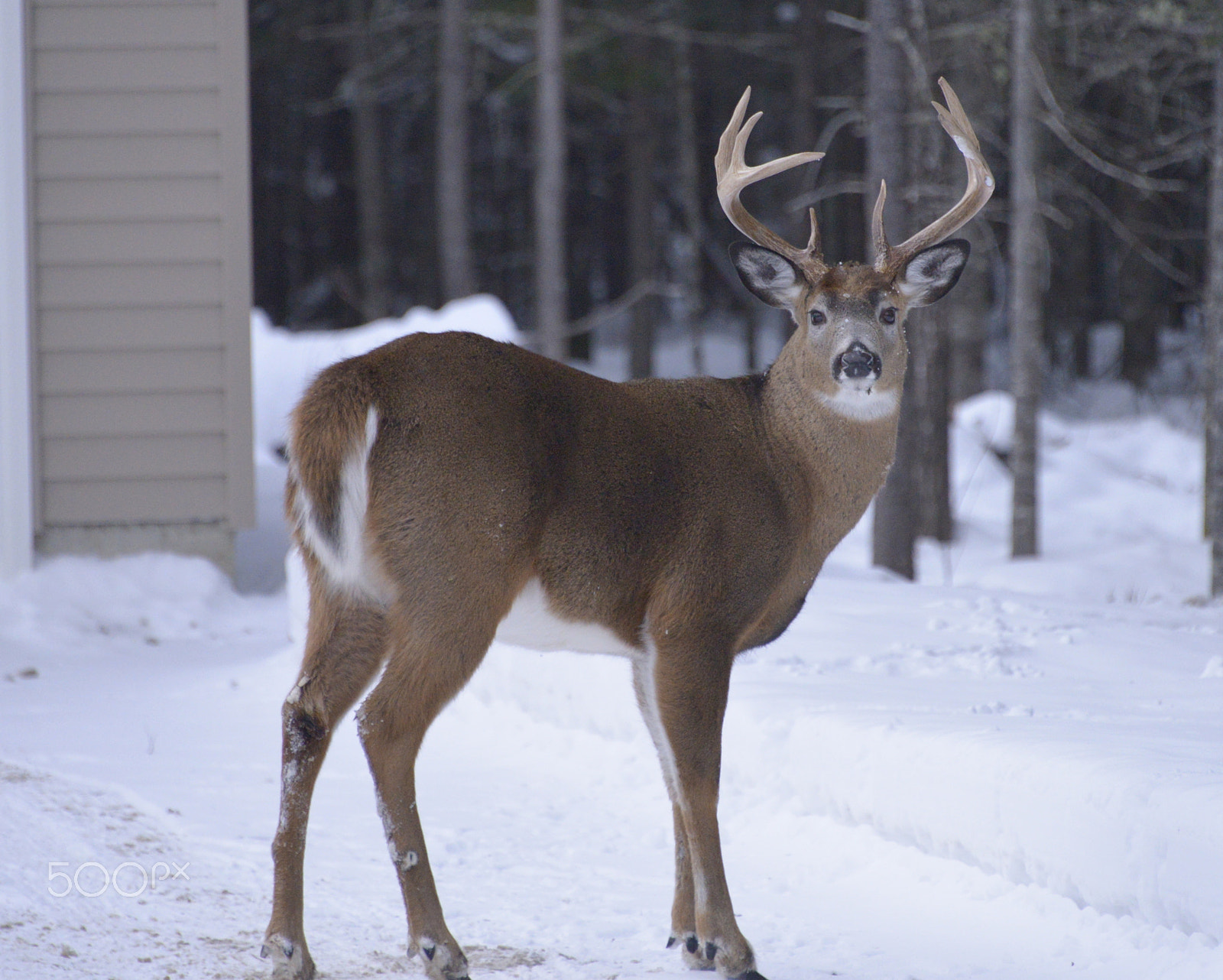 Nikon AF-S Nikkor 28-300mm F3.5-5.6G ED VR sample photo. Maine whitetail deer photography