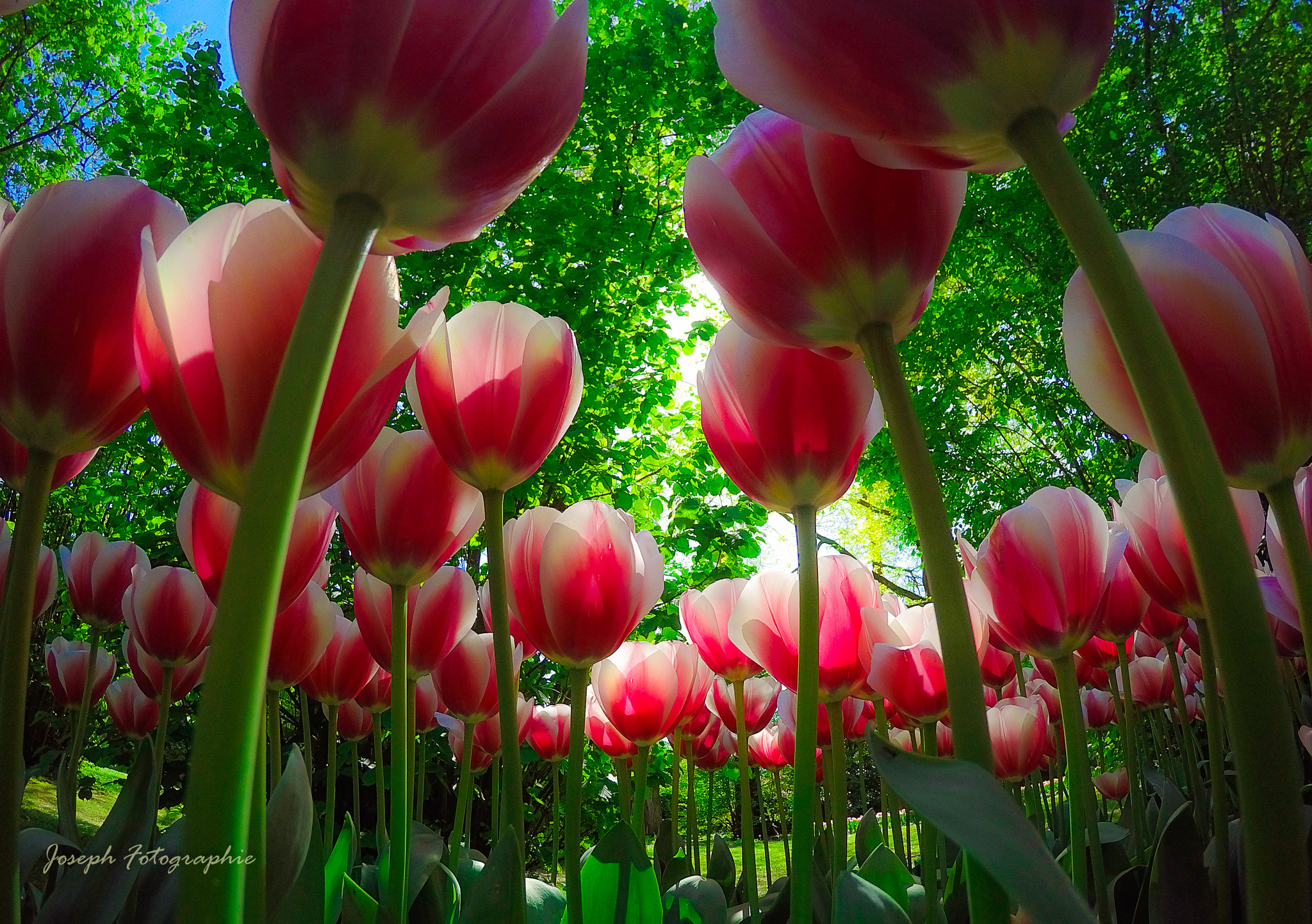 GoPro HERO4 Black sample photo. Tulips photography