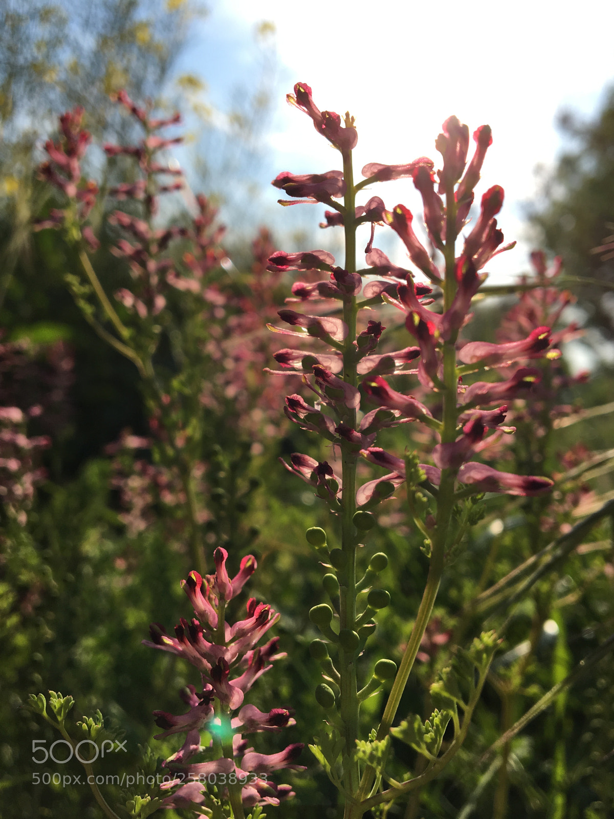 Apple iPhone 6s sample photo. #plant #flower #stemp photography