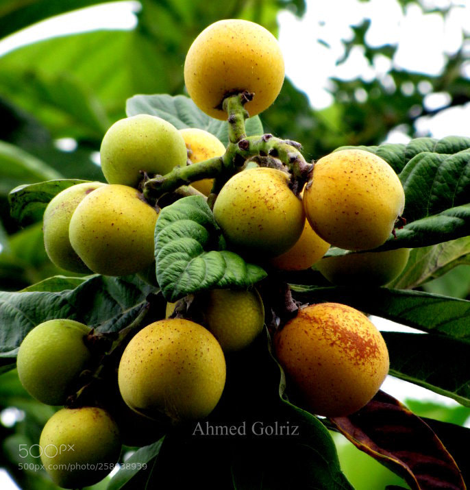 Canon PowerShot SX10 IS sample photo. Azgil photography