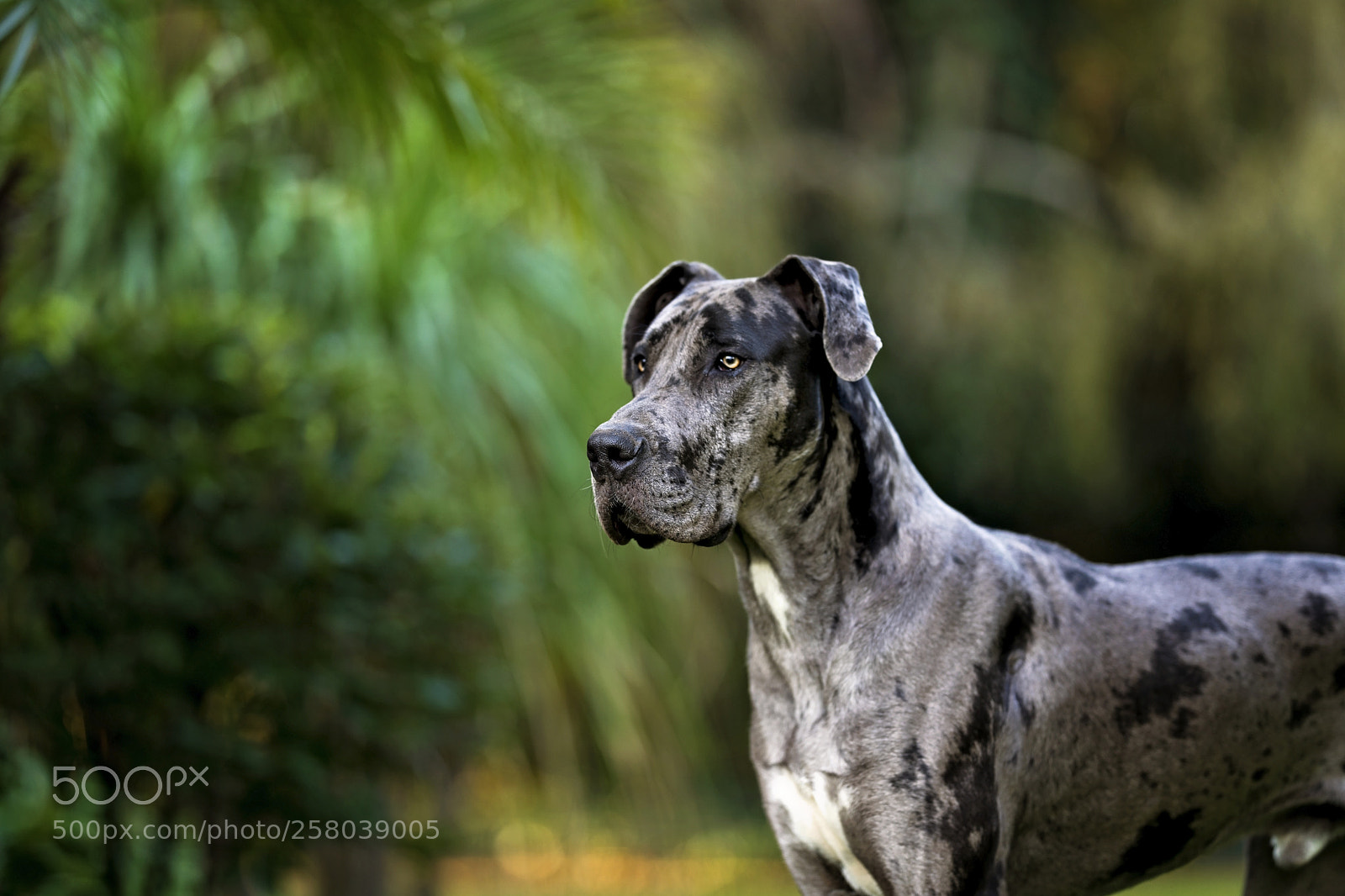 Canon EOS 5D Mark IV sample photo. Patches photography