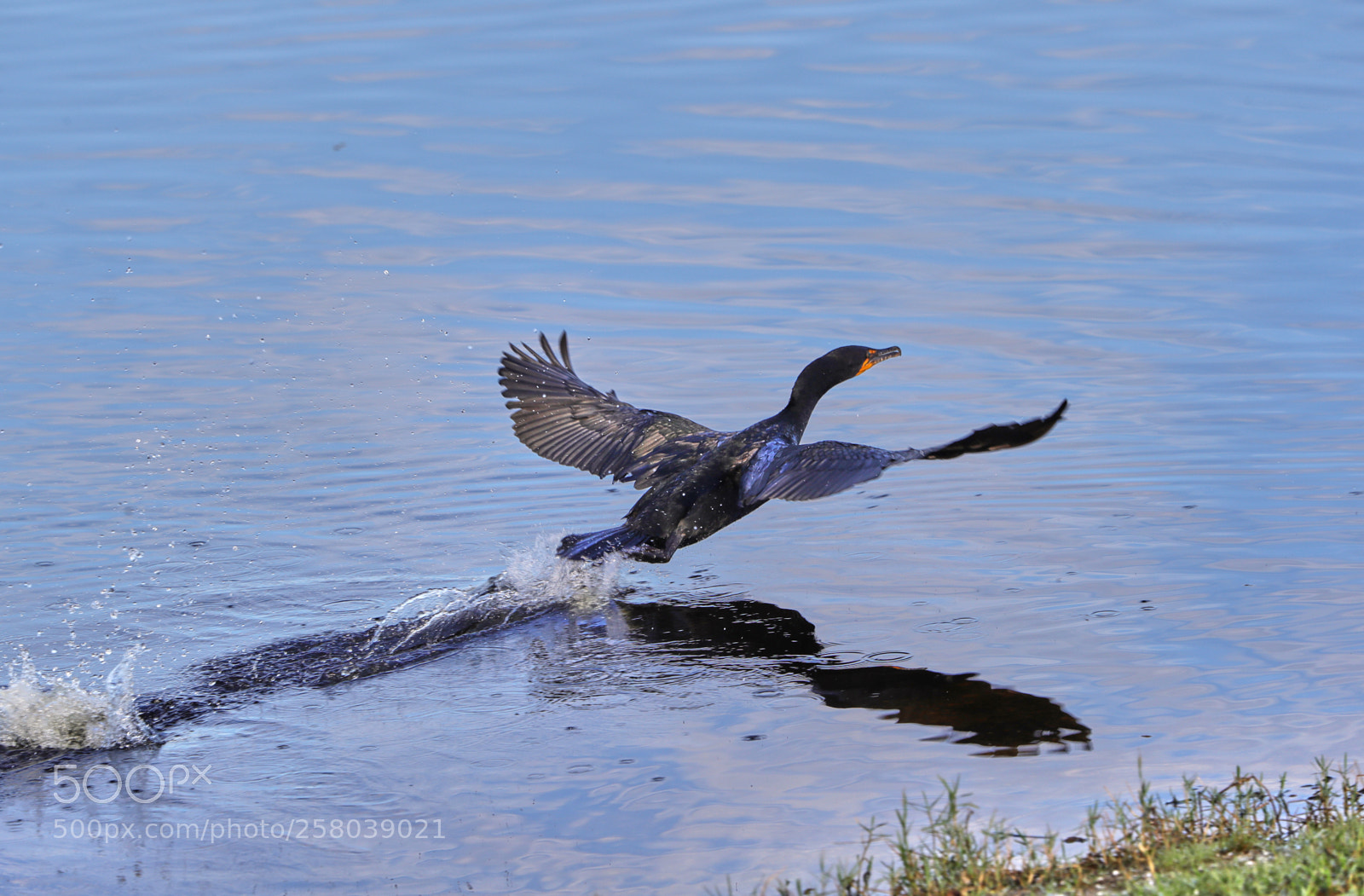 Canon EOS-1D X Mark II sample photo. 05-15-18-0017747.jpg photography