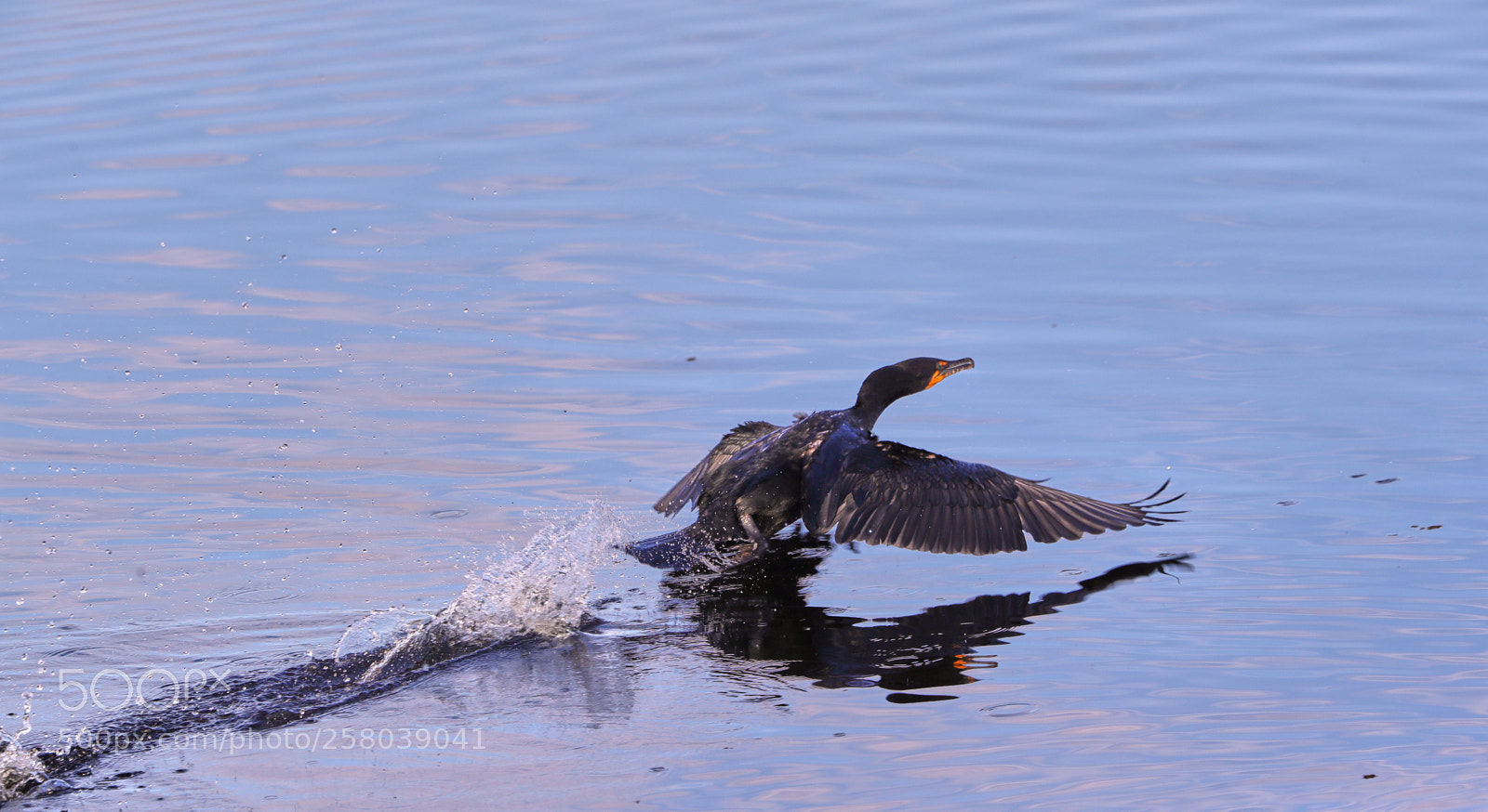 Canon EOS-1D X Mark II sample photo. 05-15-18-0017746.jpg photography