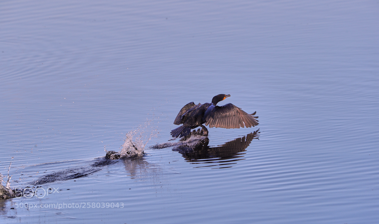 Canon EOS-1D X Mark II sample photo. 05-15-18-0017742.jpg photography