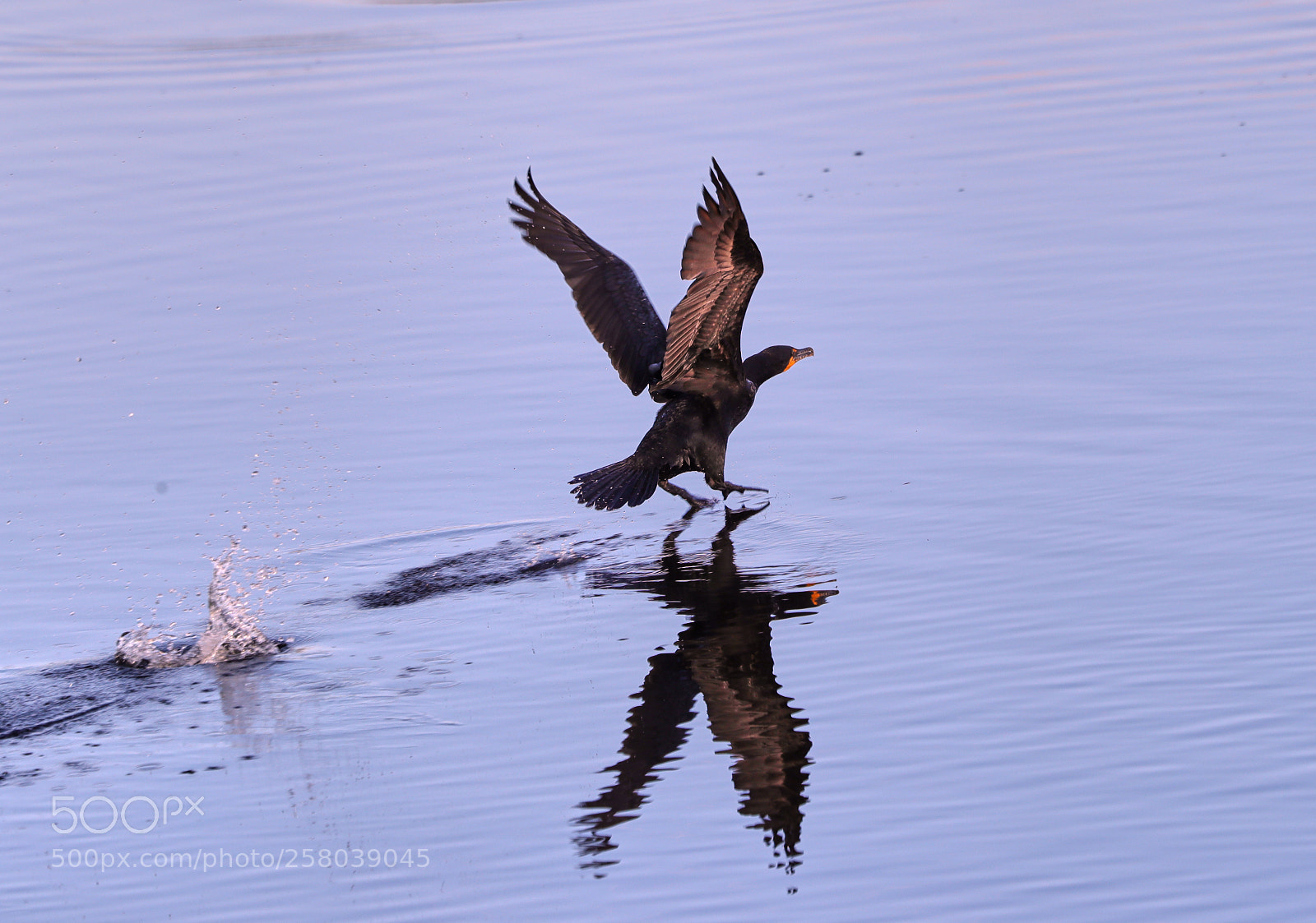 Canon EOS-1D X Mark II sample photo. 05-15-18-0017740.jpg photography