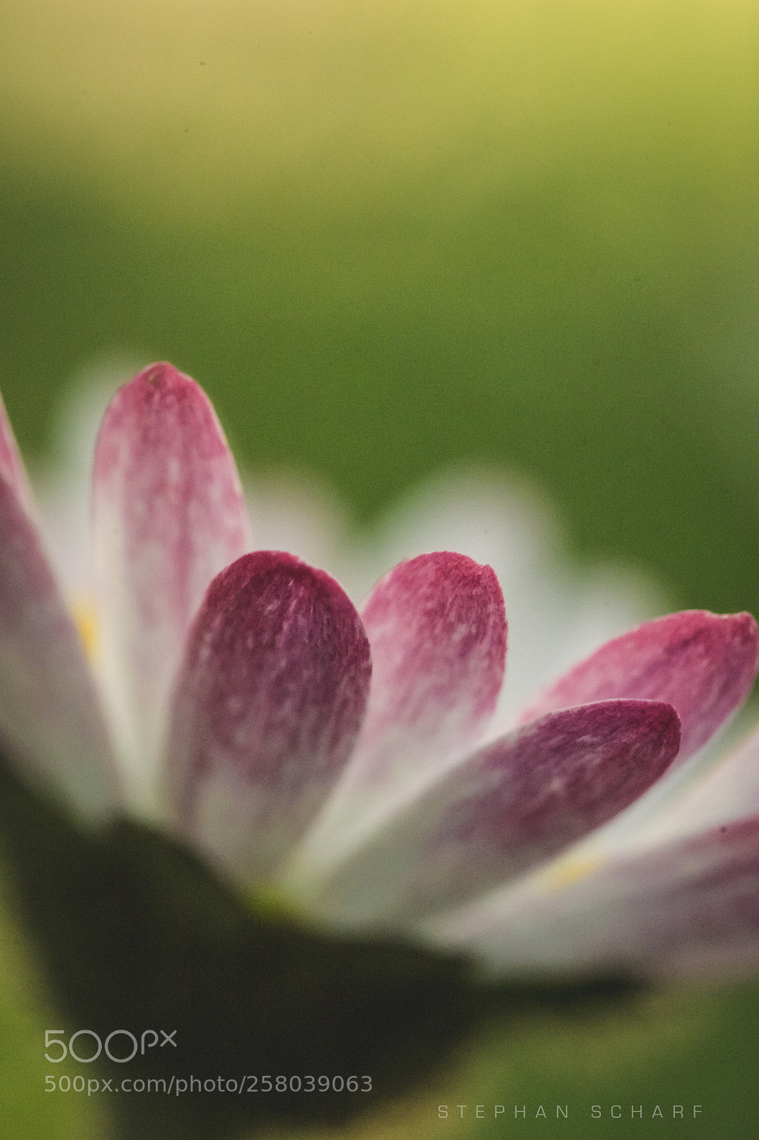 Fujifilm X-T10 sample photo. Daisy petals photography