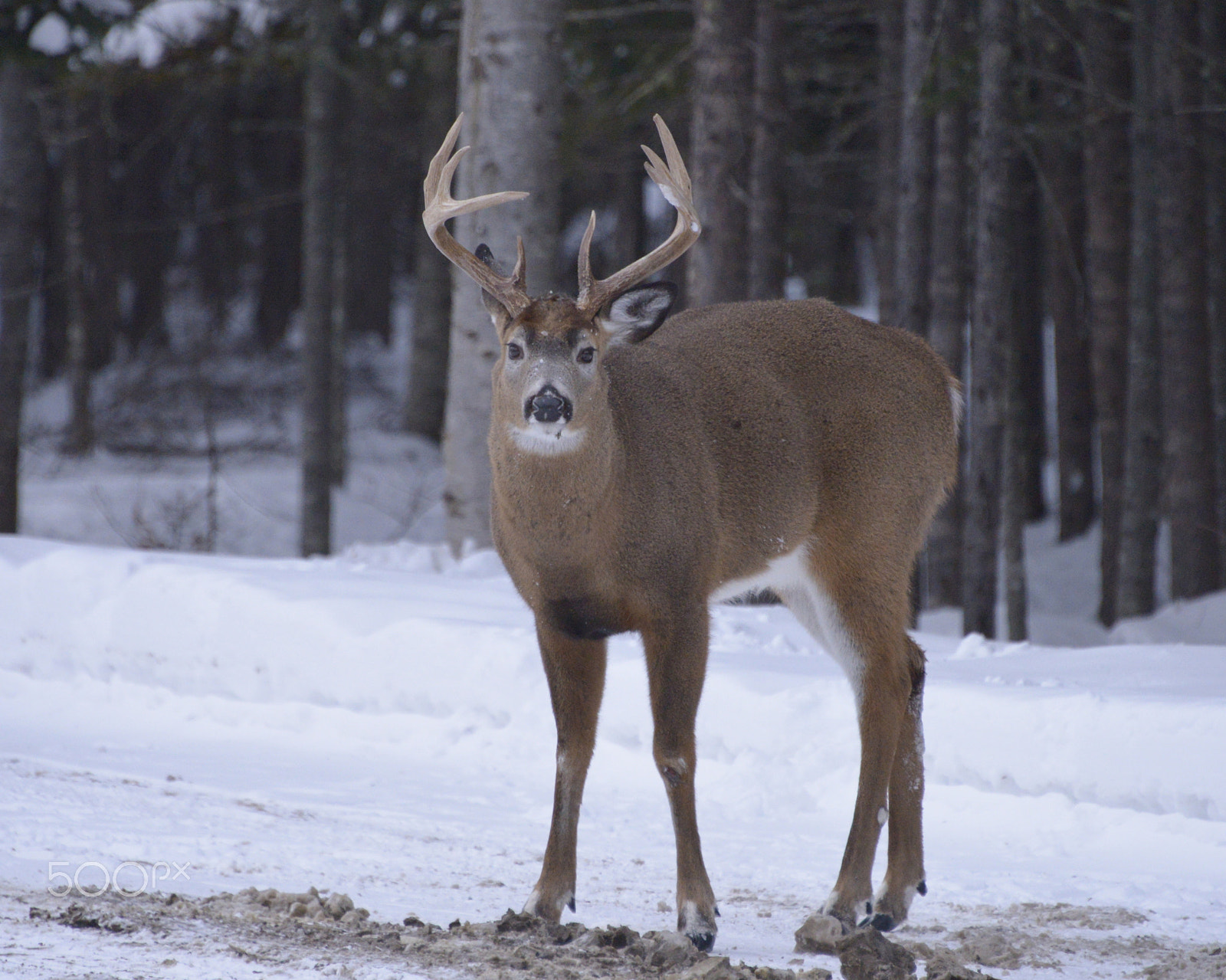 Nikon AF-S Nikkor 28-300mm F3.5-5.6G ED VR sample photo. Maine whitetail deer photography