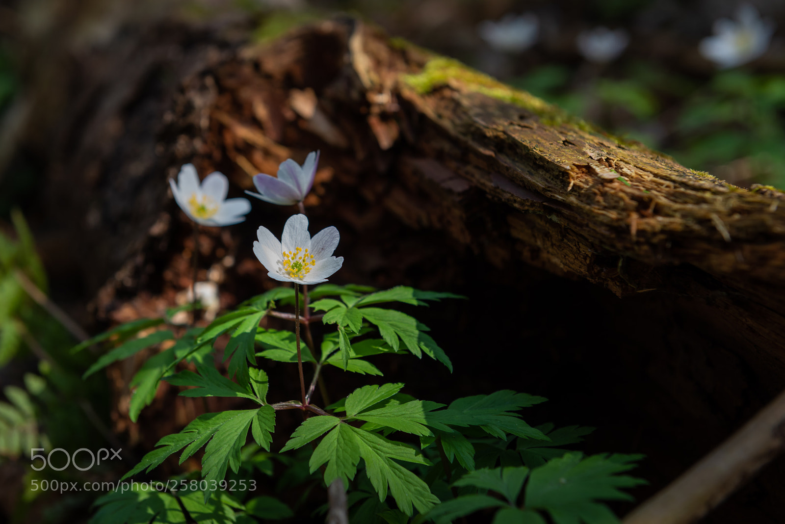 Nikon D810 sample photo. Wood anemone photography