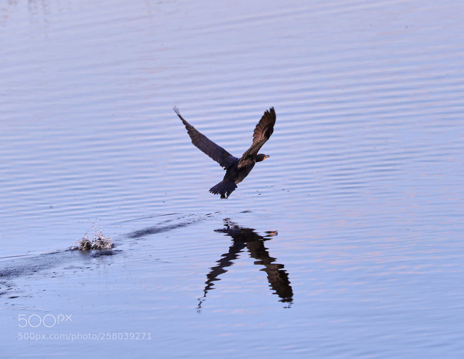 Canon EOS-1D X Mark II sample photo. 05-15-18-0017739.jpg photography