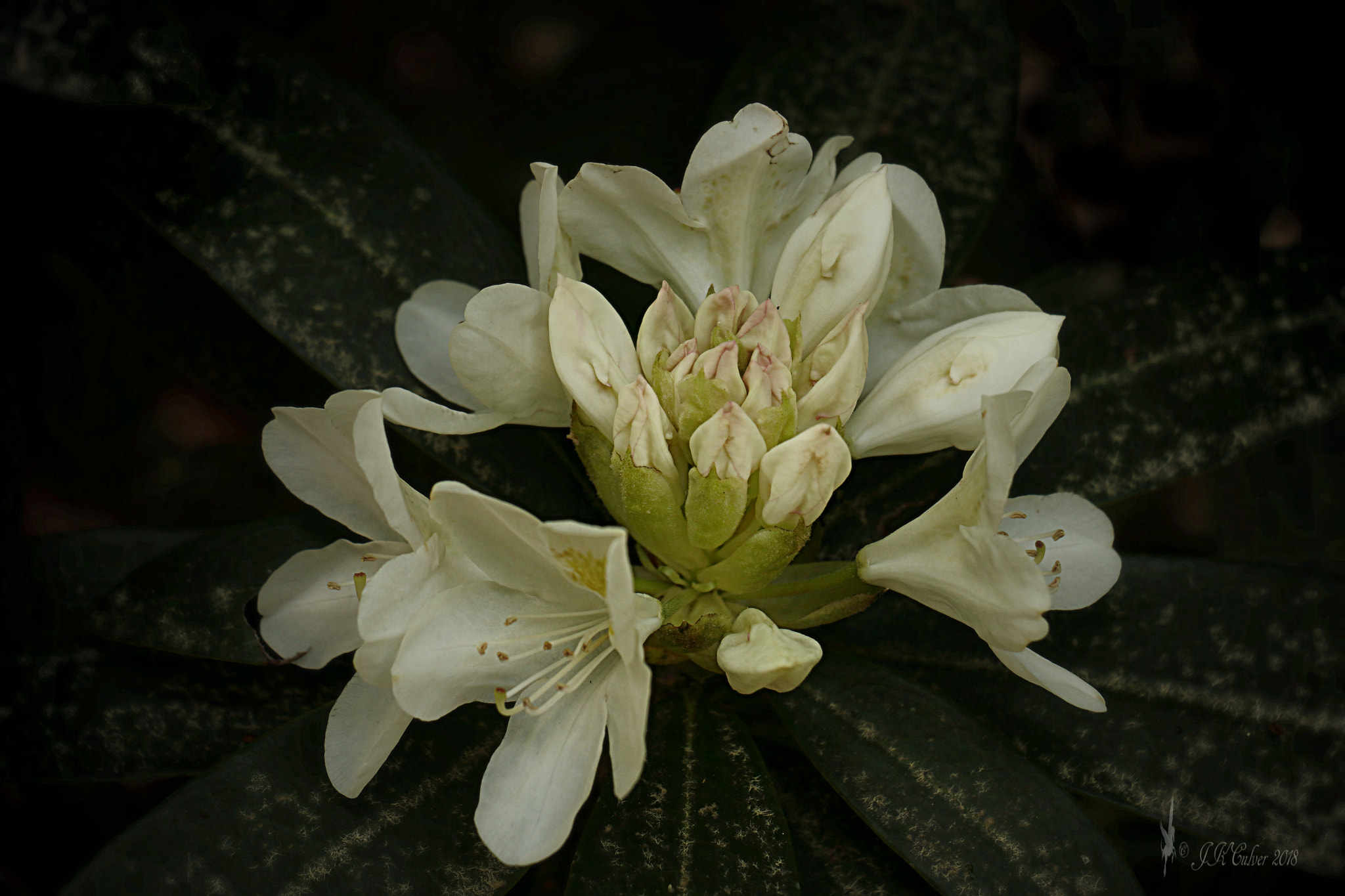 Canon EOS 77D (EOS 9000D / EOS 770D) sample photo. At the heart photography