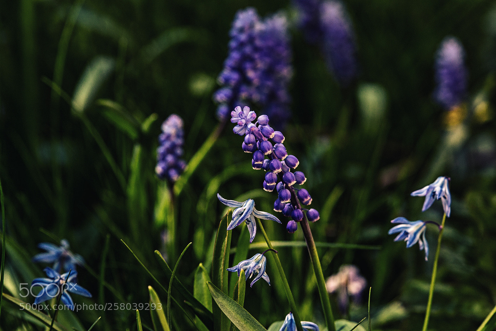 Canon EOS 6D sample photo. Purple and blue photography